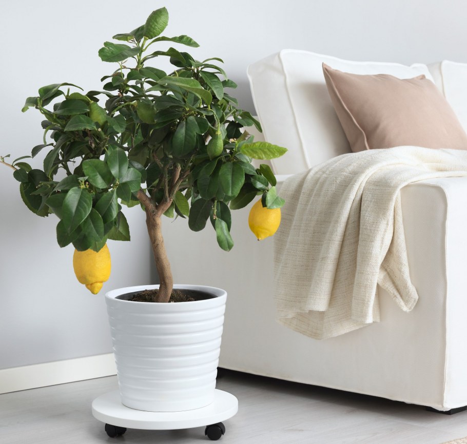 Lechuza Кубико