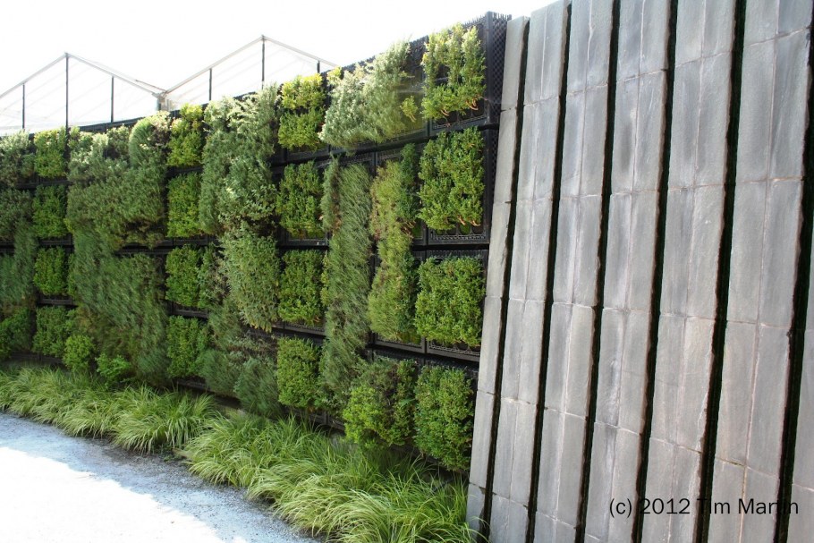 Фитостена клубника