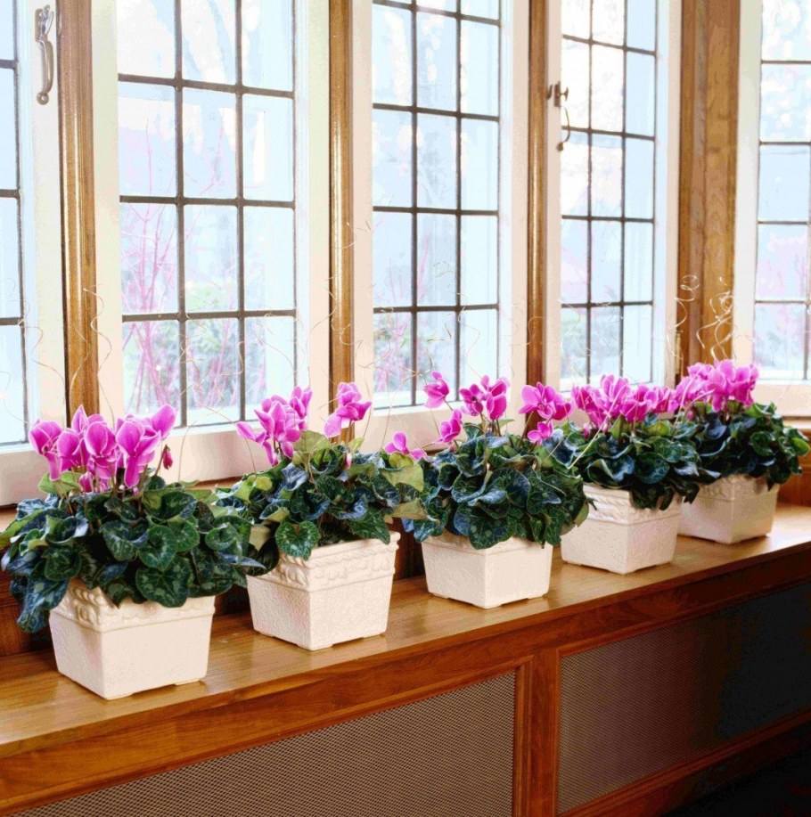 Кашпо икеа БИТТЕРГУРКА