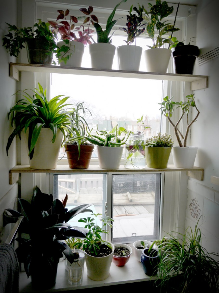 Растения в интерьере хрущевки