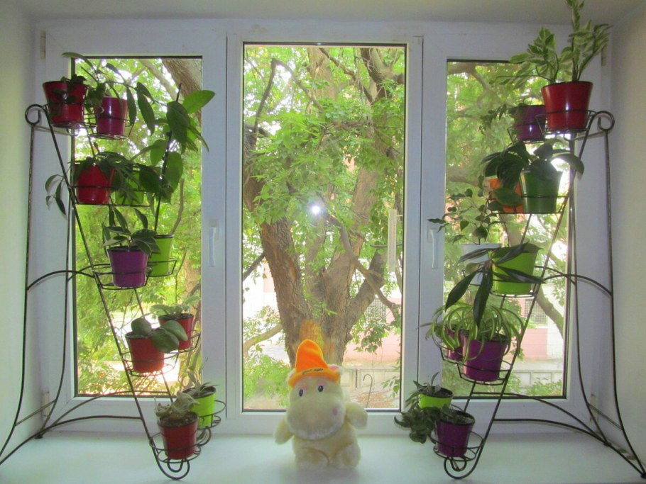 Зелень на подоконнике