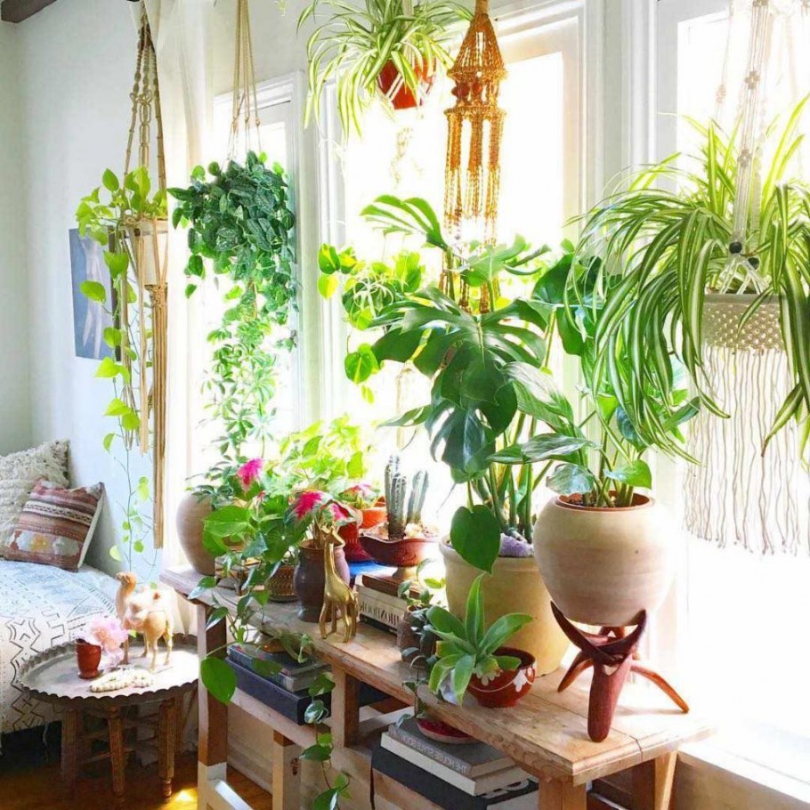 Цветы на подоконнике