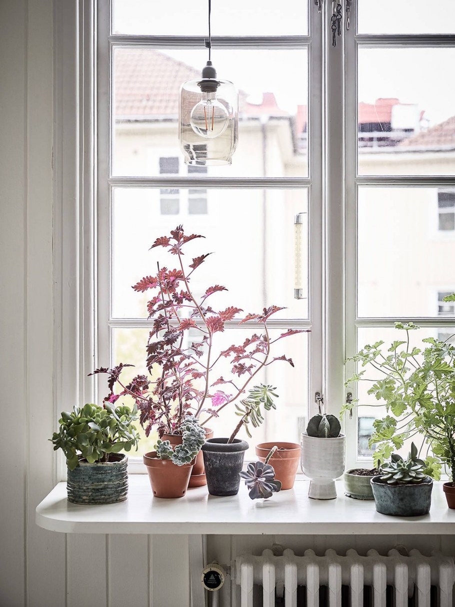 Цветы на подоконнике