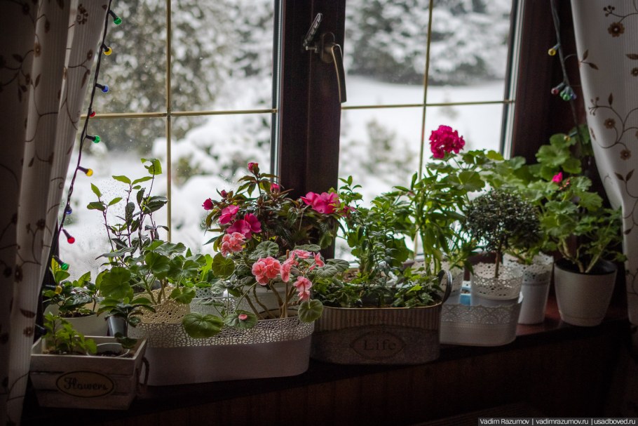 Фиалки на подоконнике