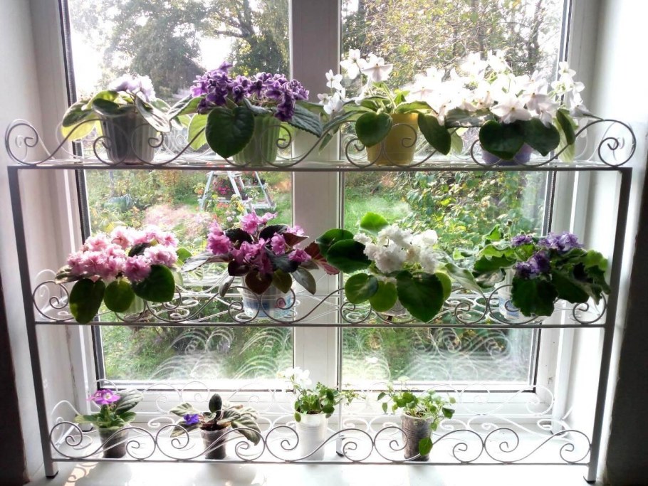 Кактусы в интерьере