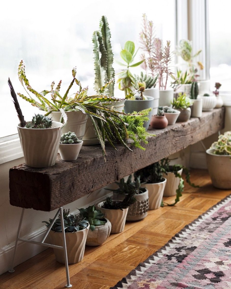 Растения на подоконнике