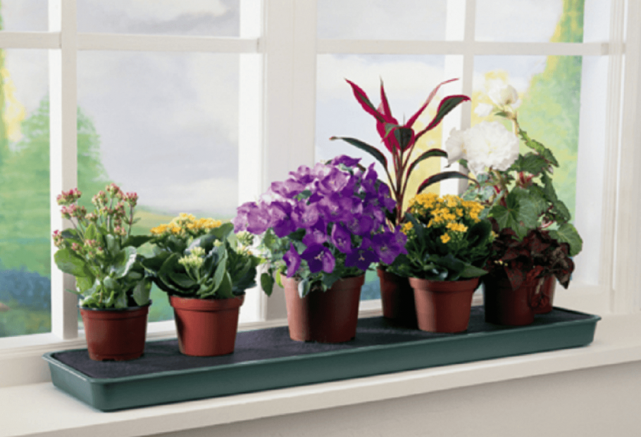 Орхидеи на подоконнике