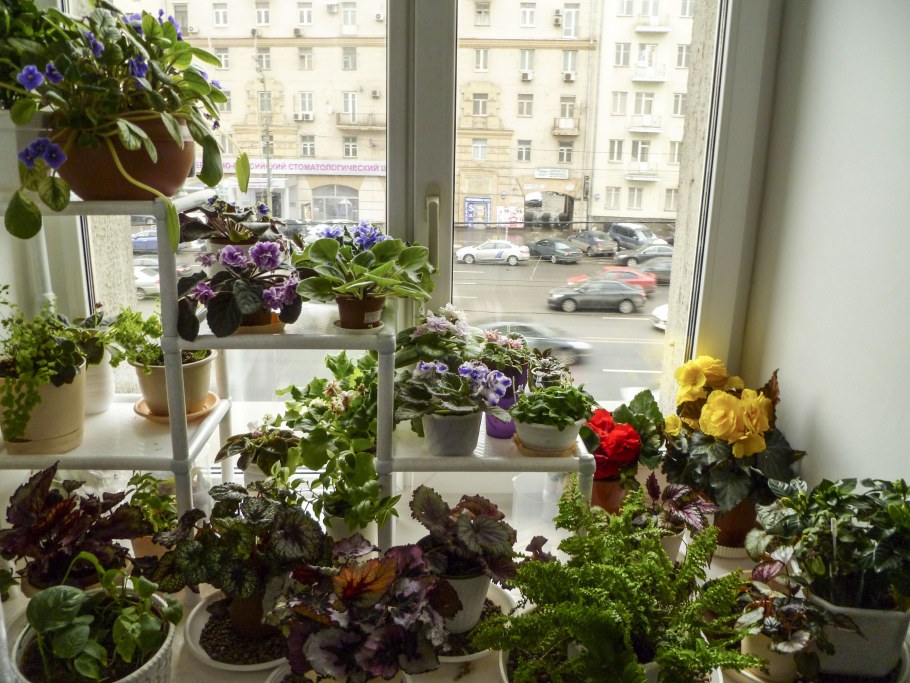 Комнатные цветы на подоконнике