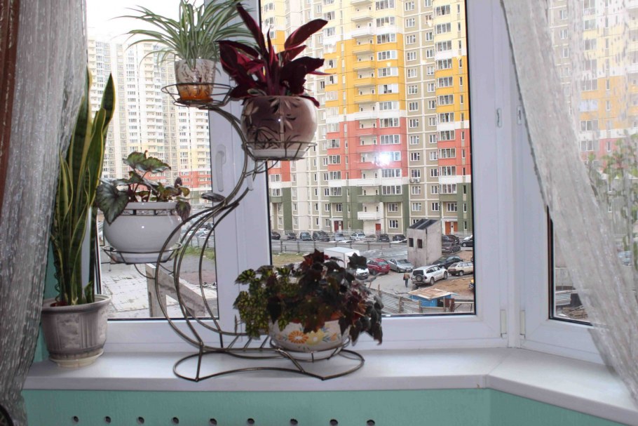 Растения на подоконниках в школе