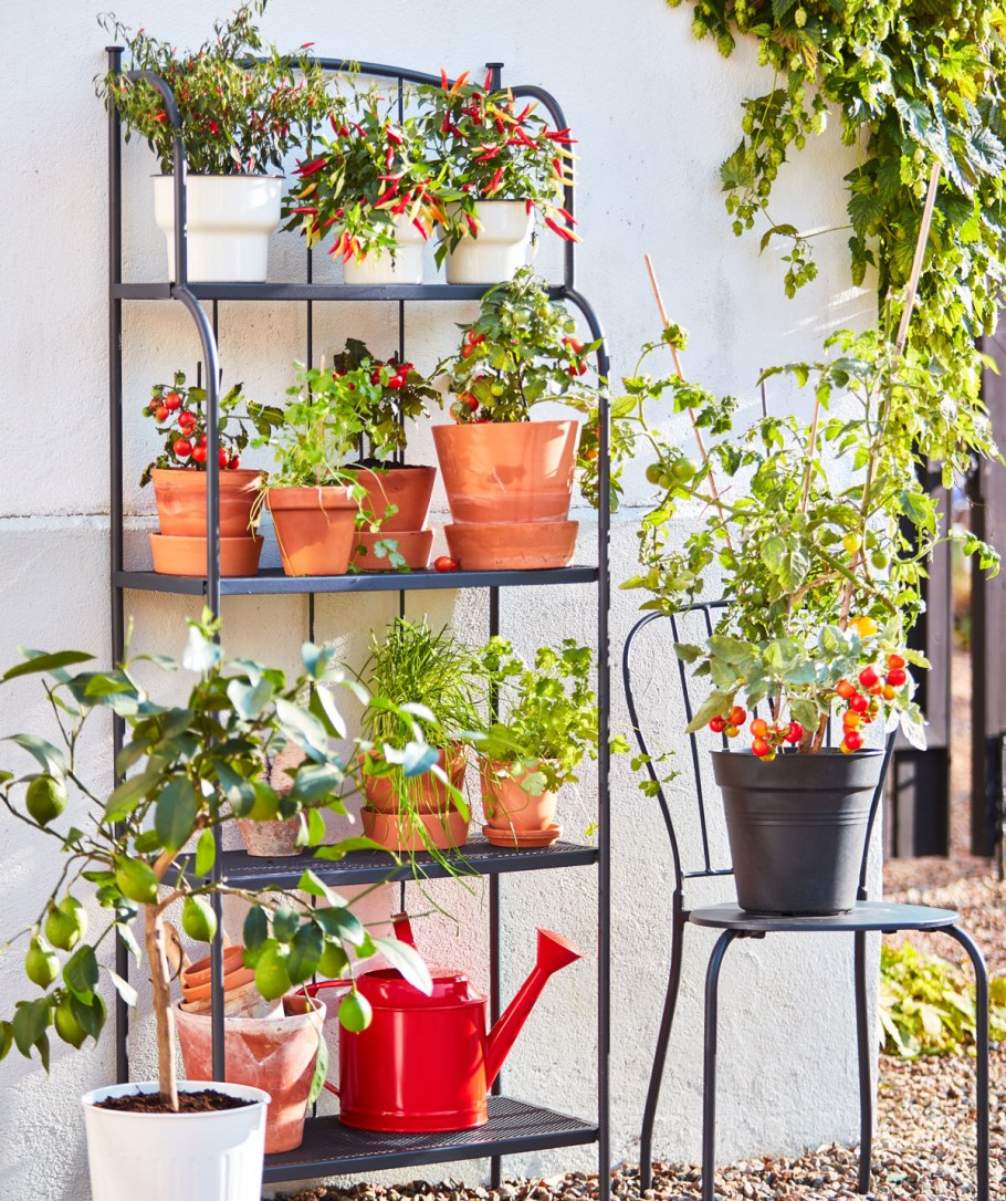 Оранжерея для цветов ikea