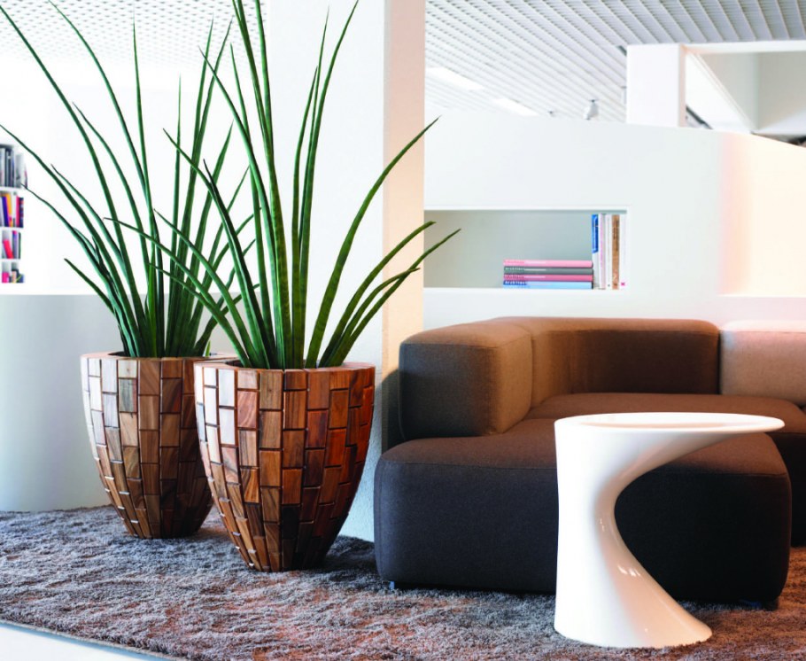 Растения в интерьере гостиной