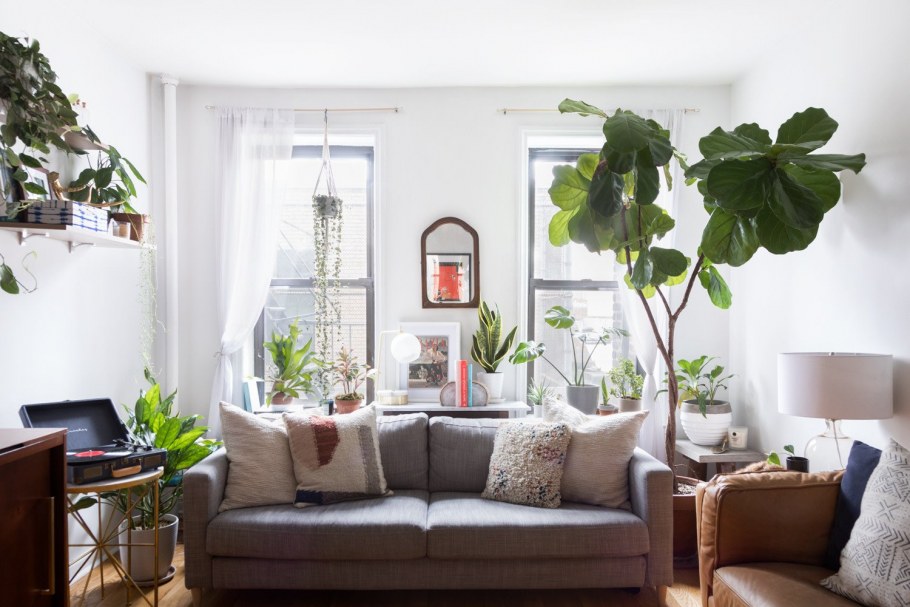 Сансевиерия плантс