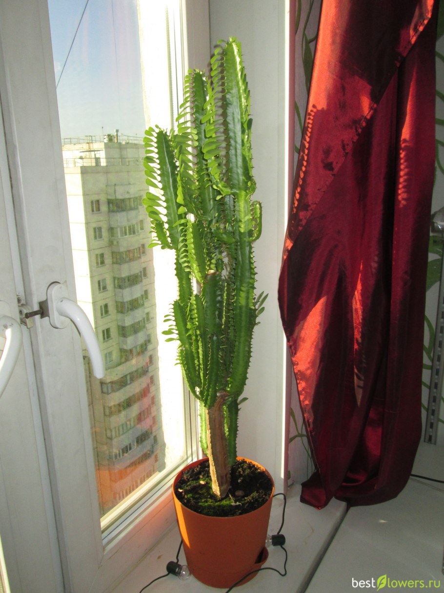 Кактус молочай трехгранный