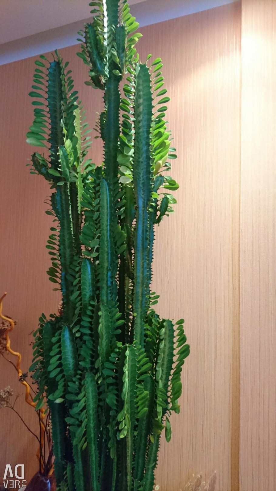 Эуфорбия Рубра