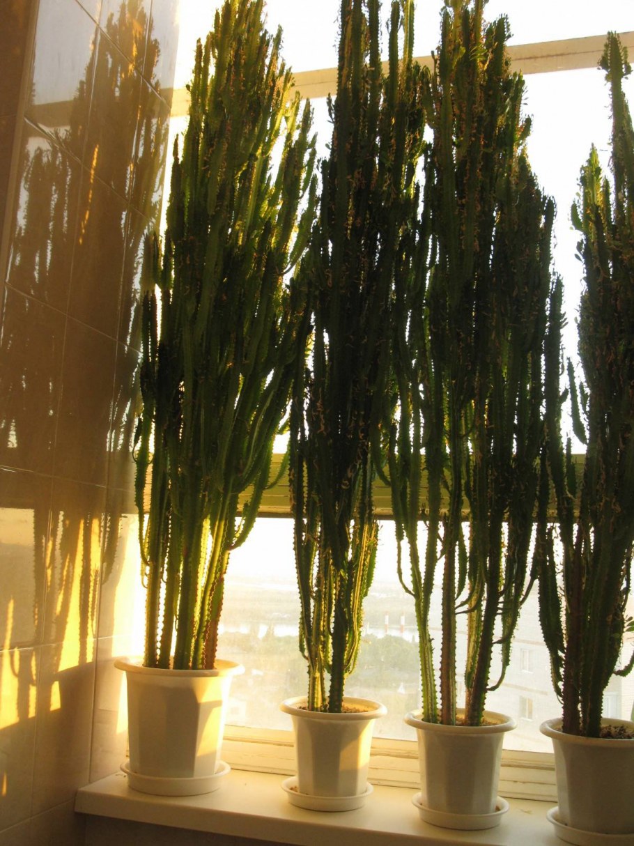 Эуфорбия молочай