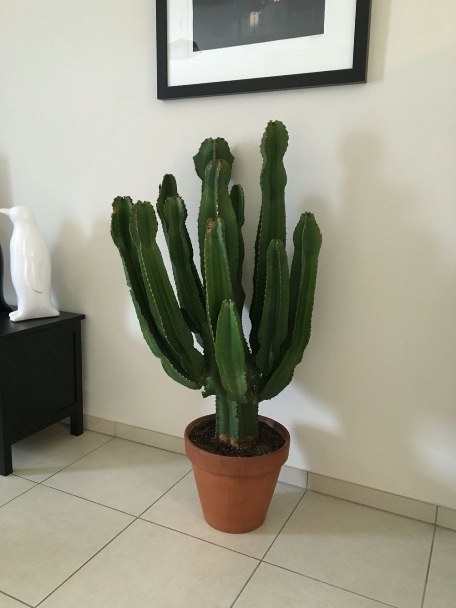 Молочай трехгранный треугольный