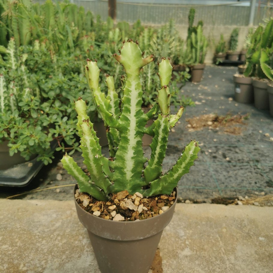 Молочай трубчатый