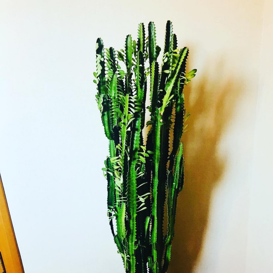 Эуфорбия молочай трёхгранный