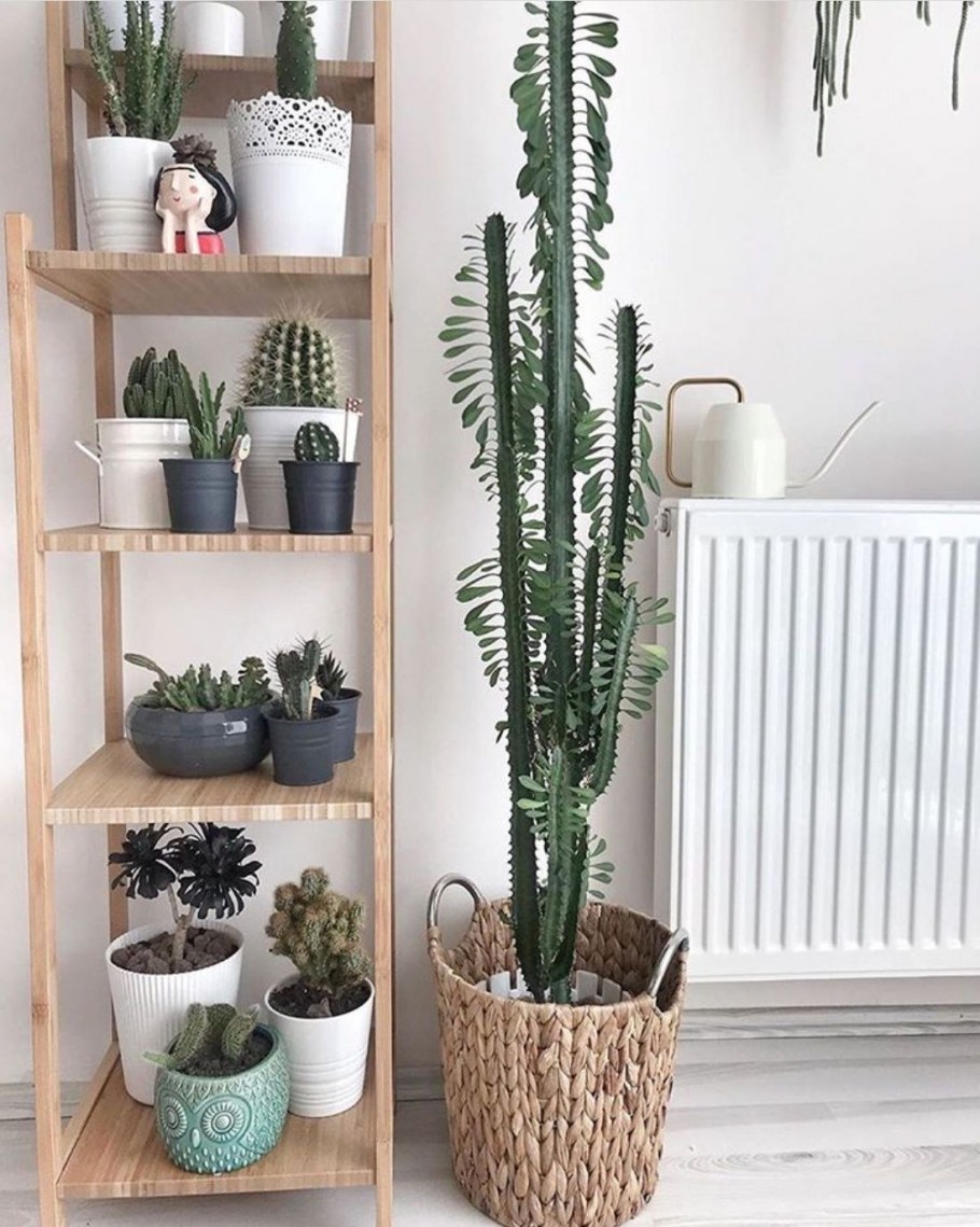 Кактус молочай трехгранный