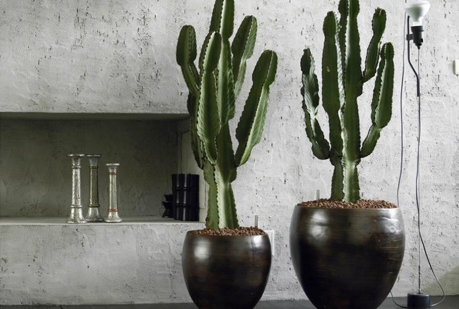 Молочай на подоконнике