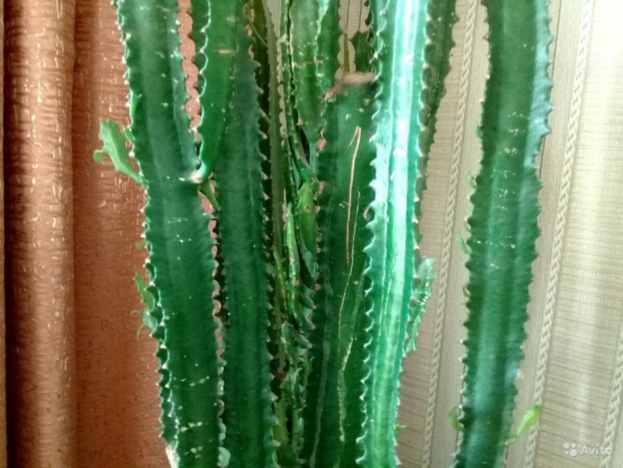 Молочай трехгранный (Euphorbia Trigona