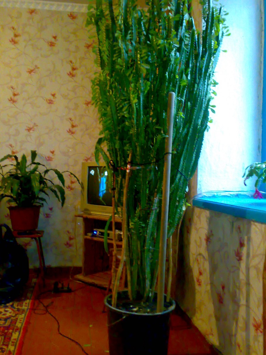 Кактус молочай трехгранный в интерьере