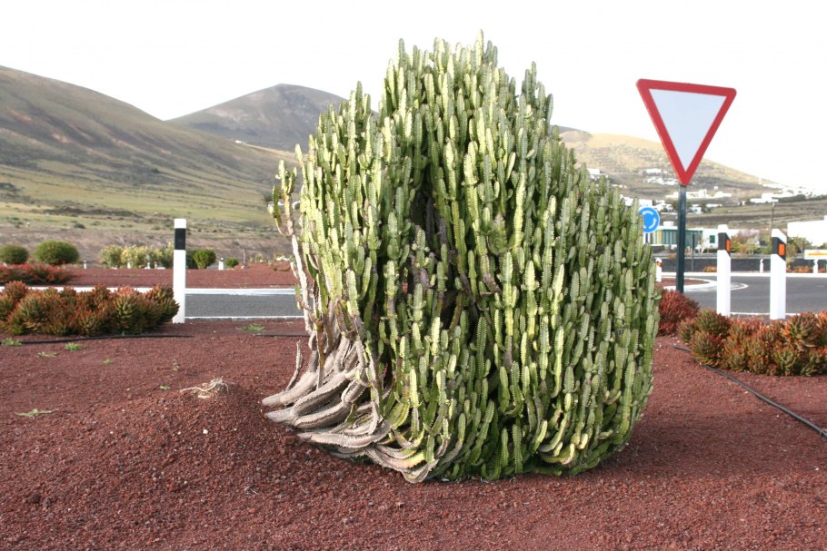 Эуфорбия «canariensis»