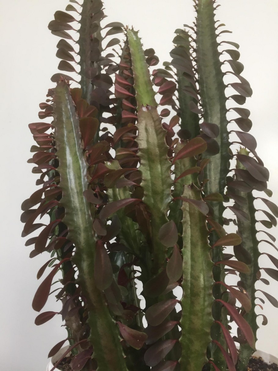 Молочай треугольный (Euphorbia Trigona)