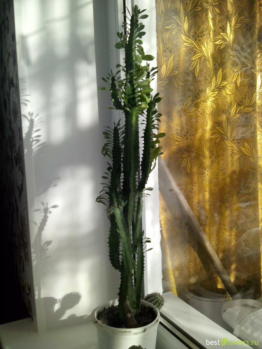 Кактус молочай треугольный размножение