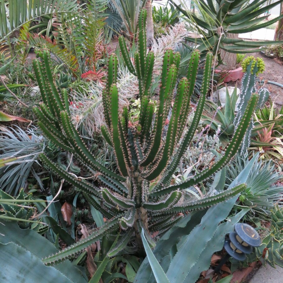 Молочай треугольный