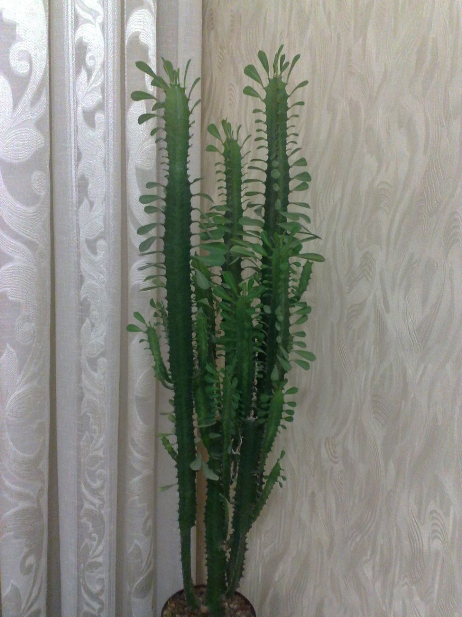 Молочай треугольный (Euphorbia Trigona)