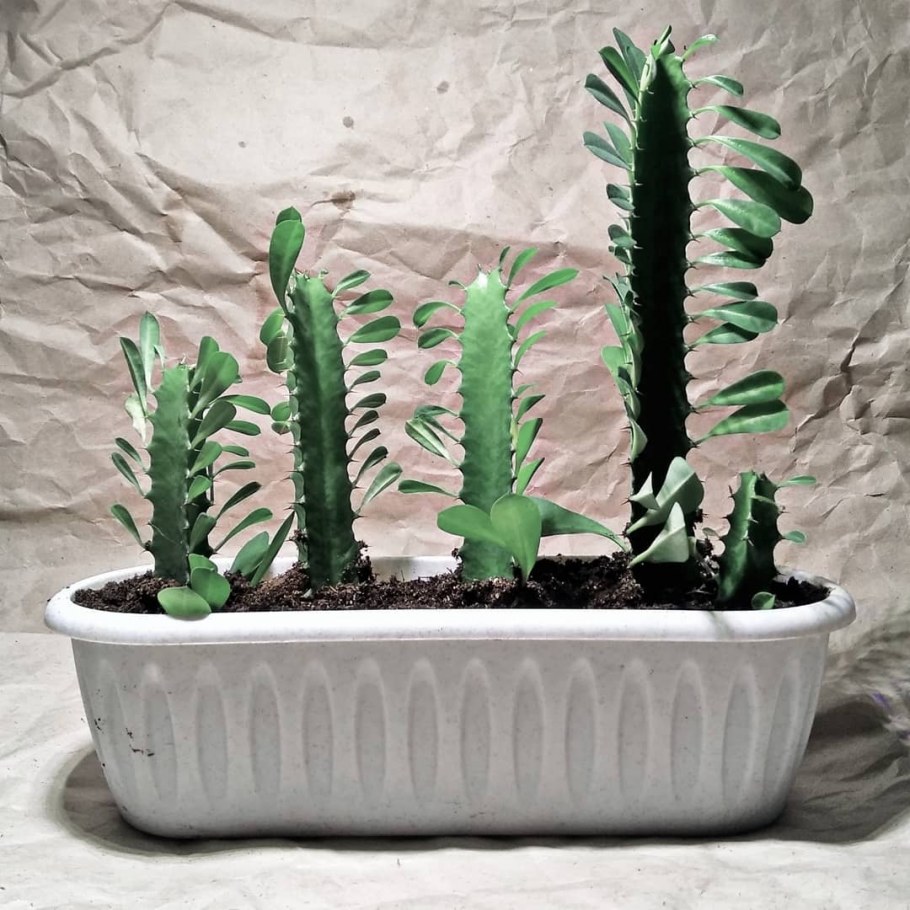 Кактус молочай трехгранный