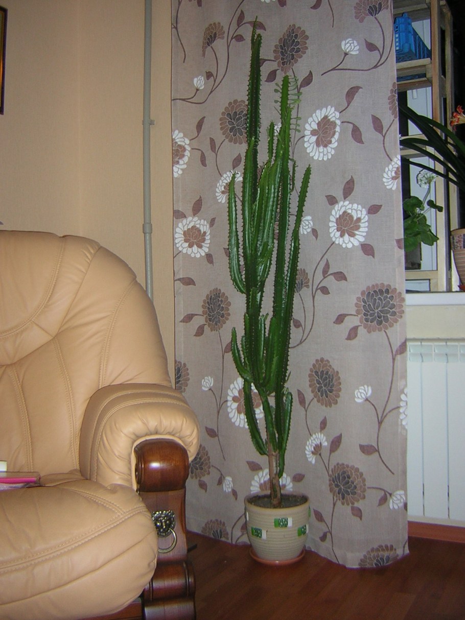 Молочай баиоенсис