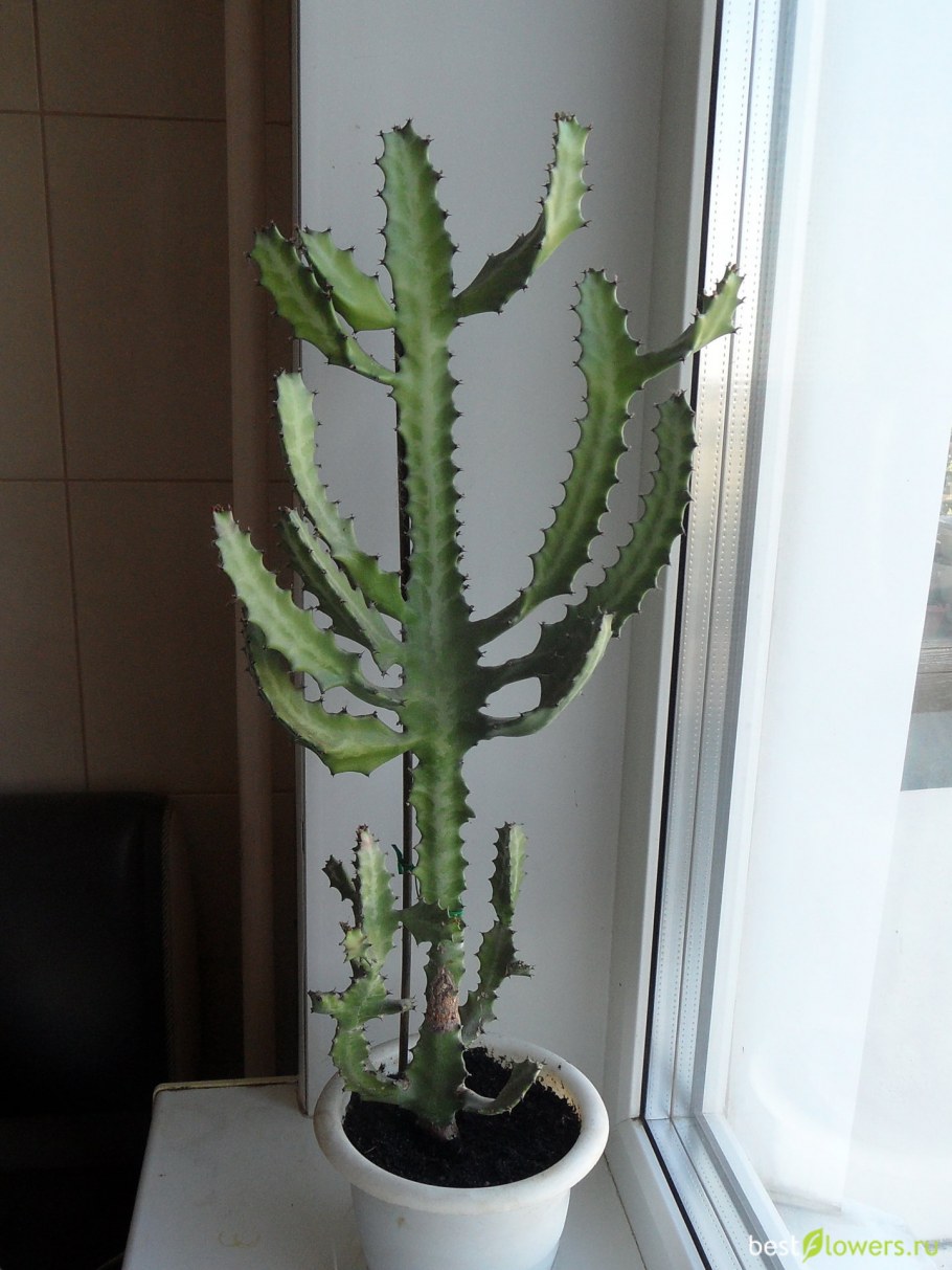 Эуфорбия тригона