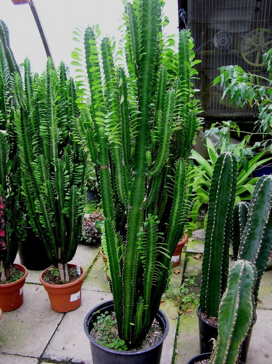 Эуфорбия Эритрея