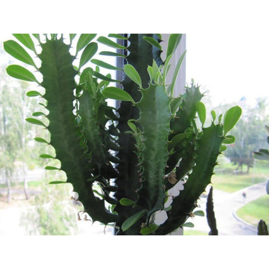 Оформление горшка для молочая треугольного