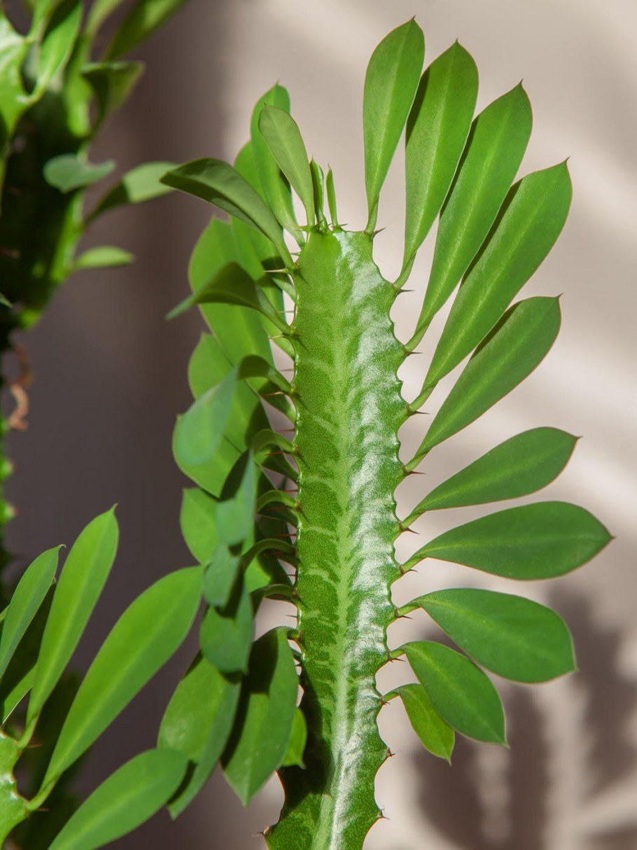 Кактус молочай трехгранный