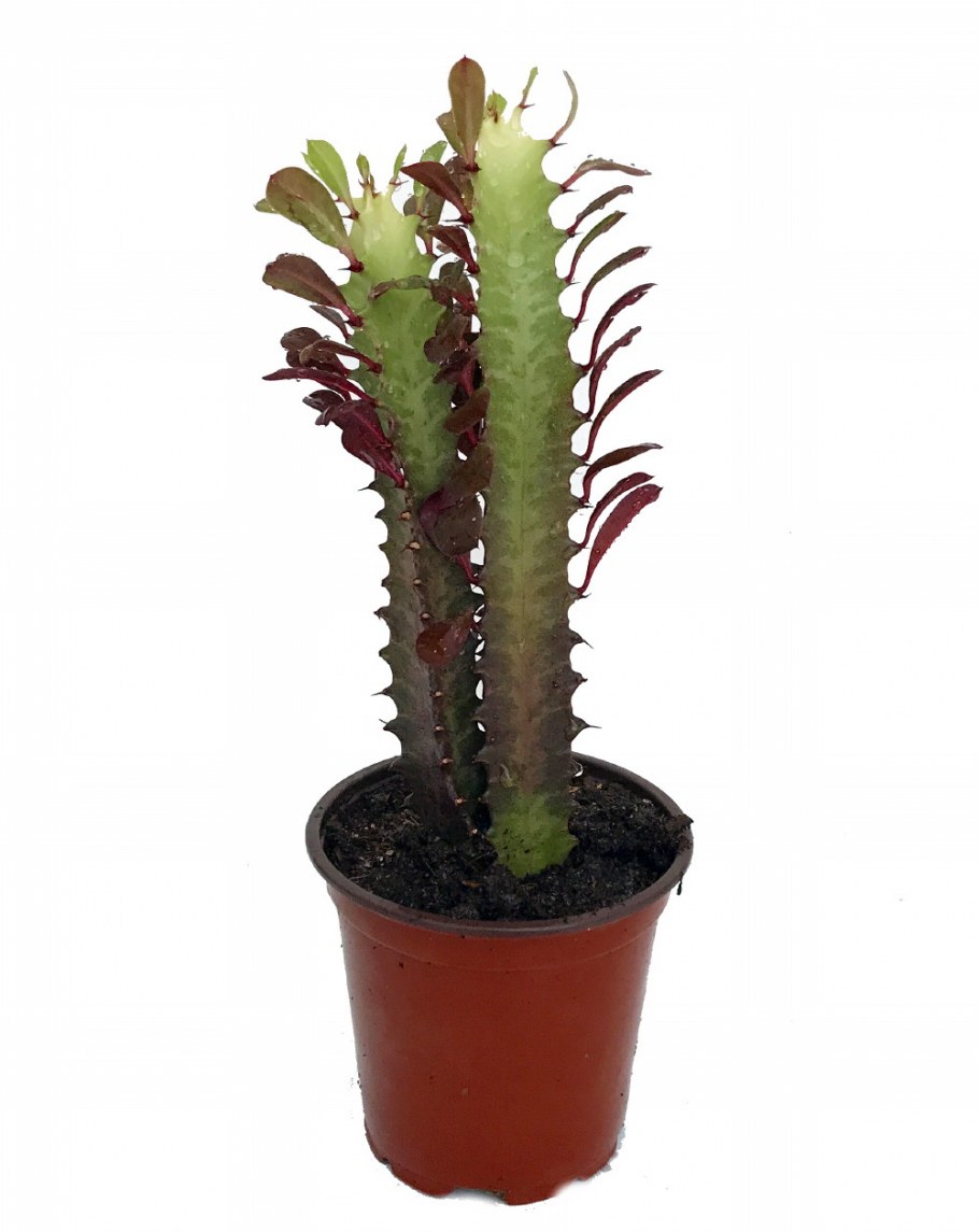 Кактус молочай трехгранный