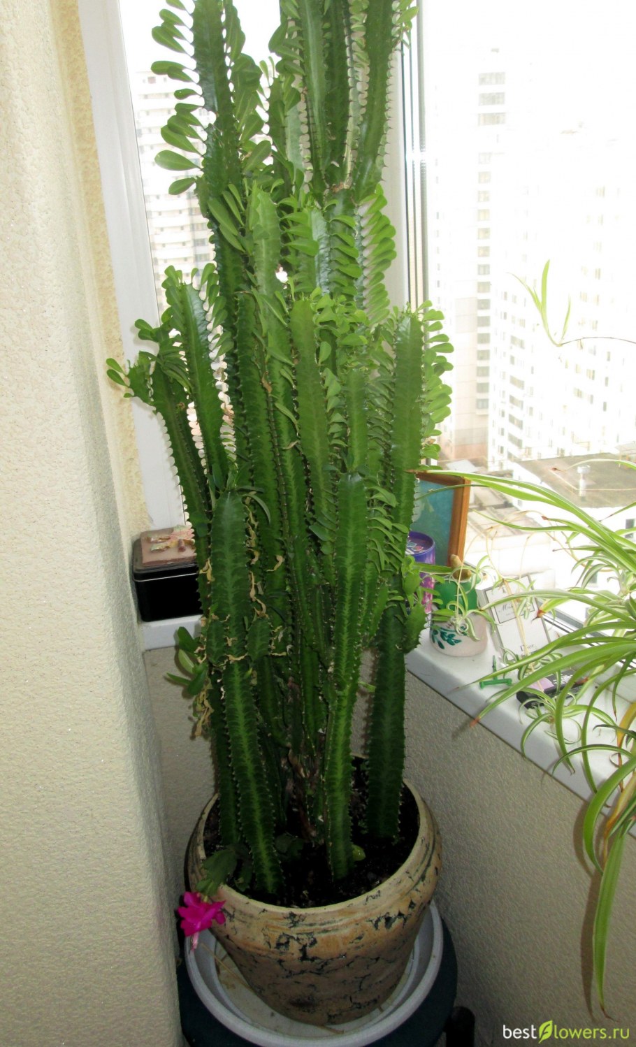 Эуфорбия АКРУРЕНСИС