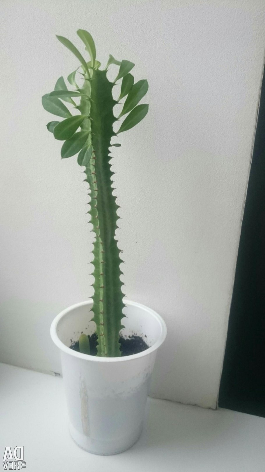 Кактус молочай трехгранный