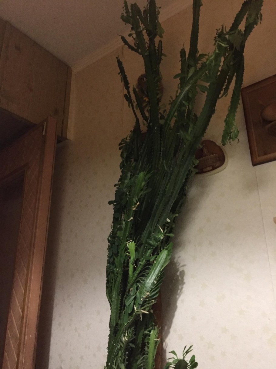 Кактус молочай Пальма