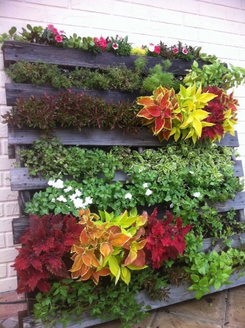 Однолетники для вертикального озеленения