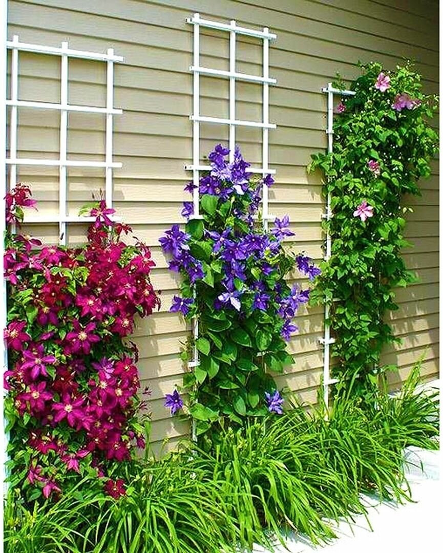 Клематис плетистый