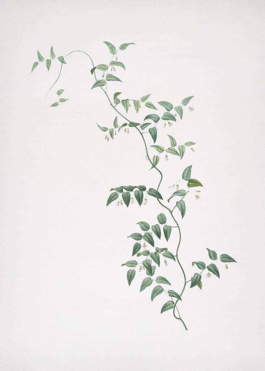 Плющ картина