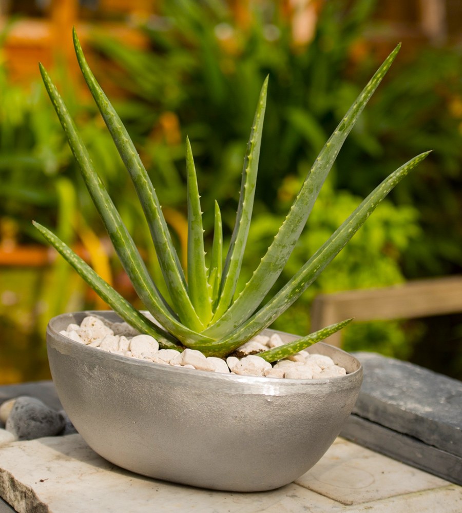 Алоэ вера в интерьере (77 фото)