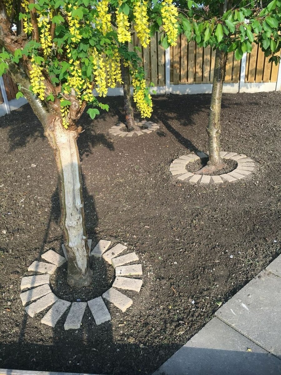 Приствольный круг вокруг яблони