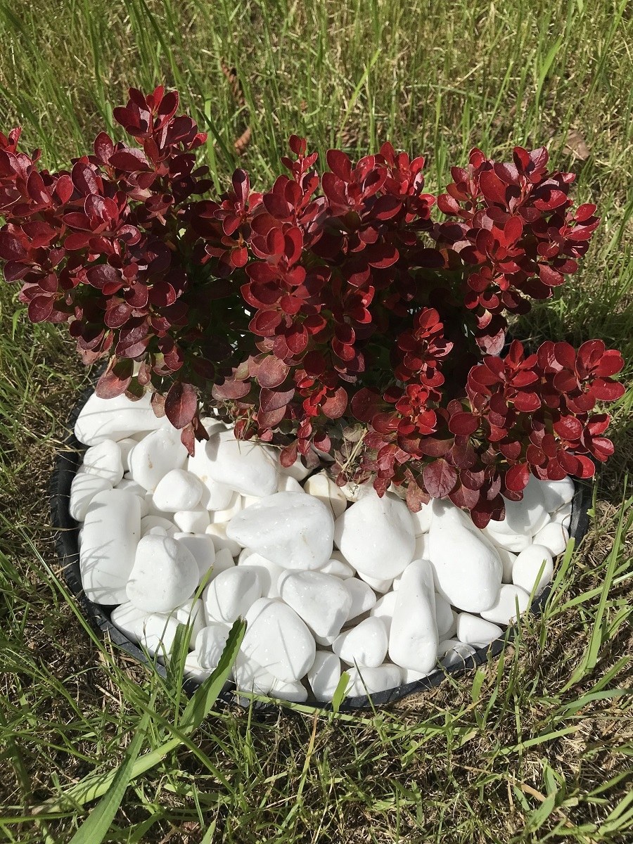 Садовый пластиковый бордюр Геопластборд 10 метров 38 мм 30 кольев