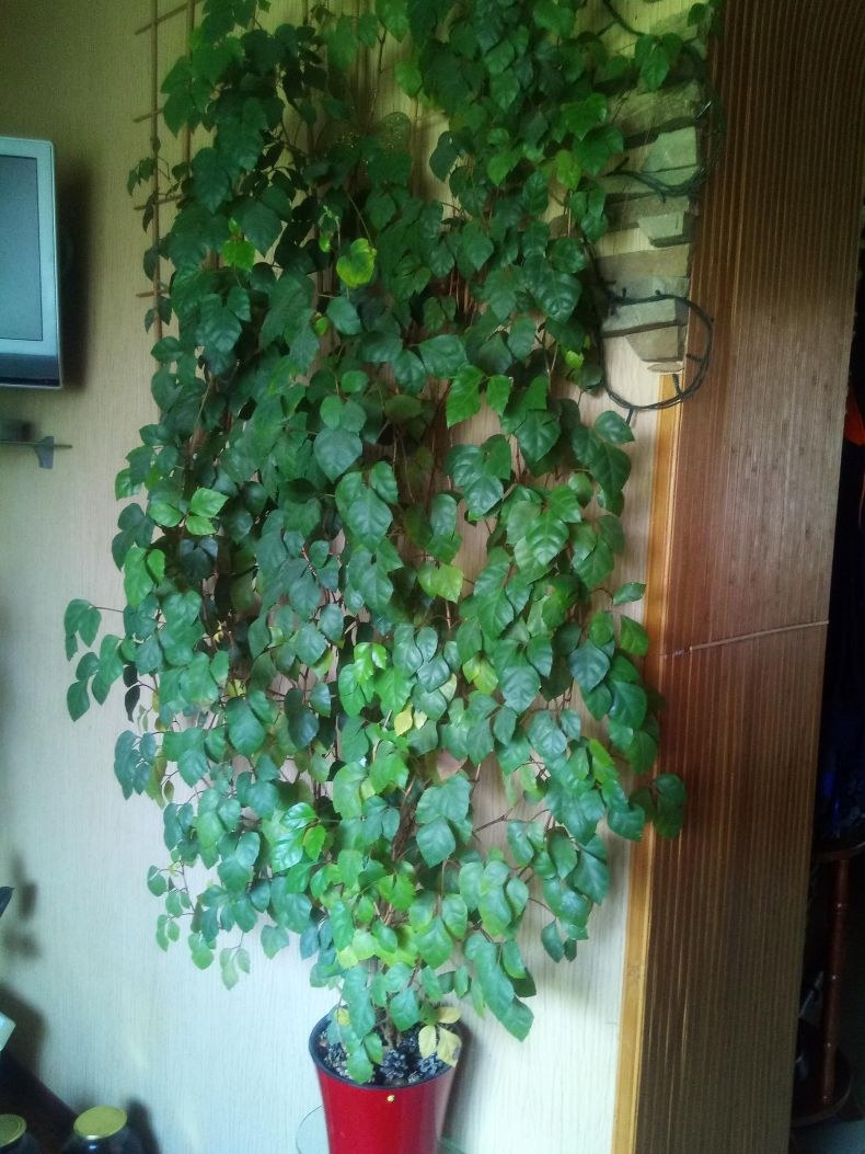 Роициссус Березка