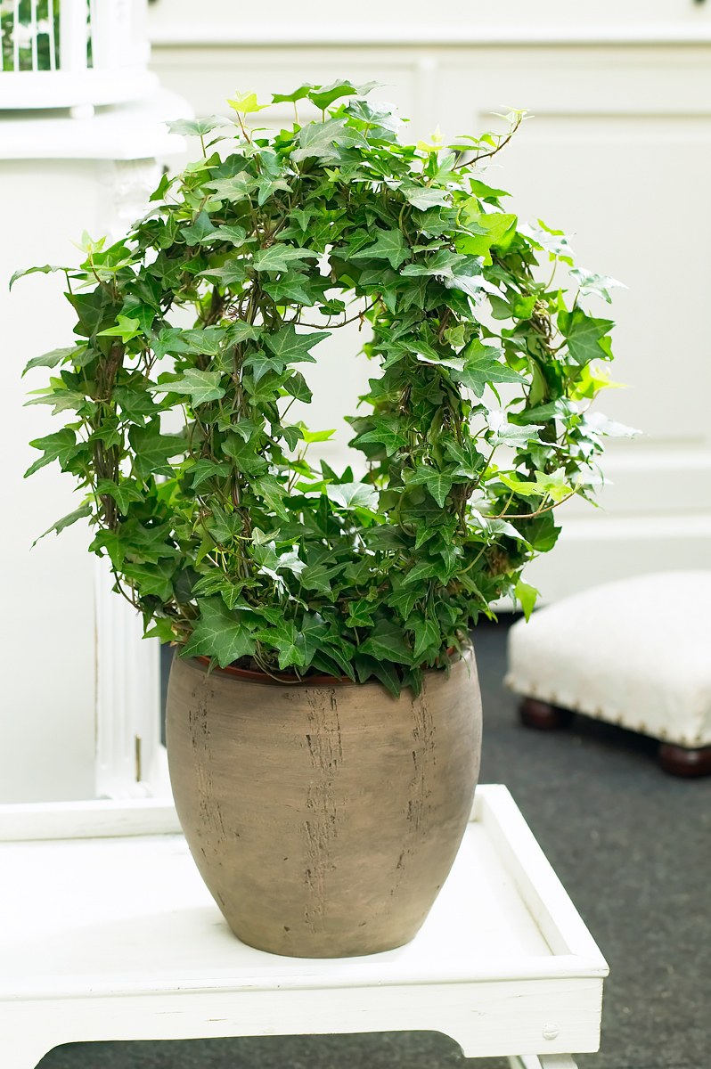 Циссус Арктический