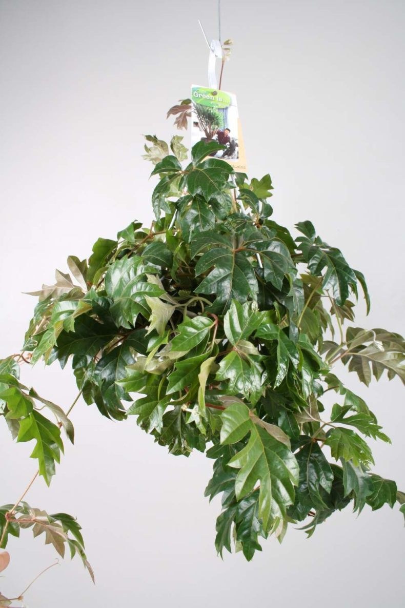 Циссус Триангулярис